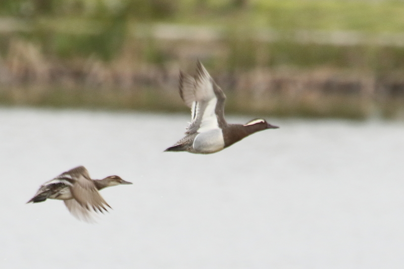 f:id:funatuyo:20200414085927j:plain