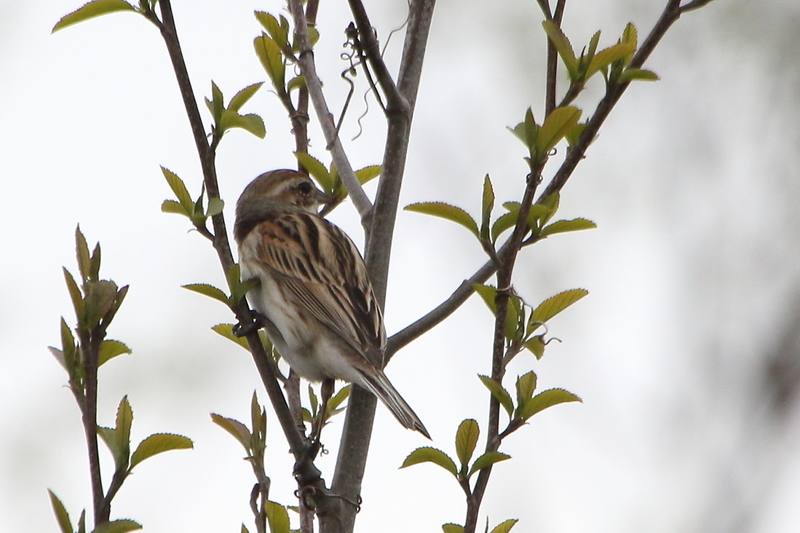 f:id:funatuyo:20200414090757j:plain