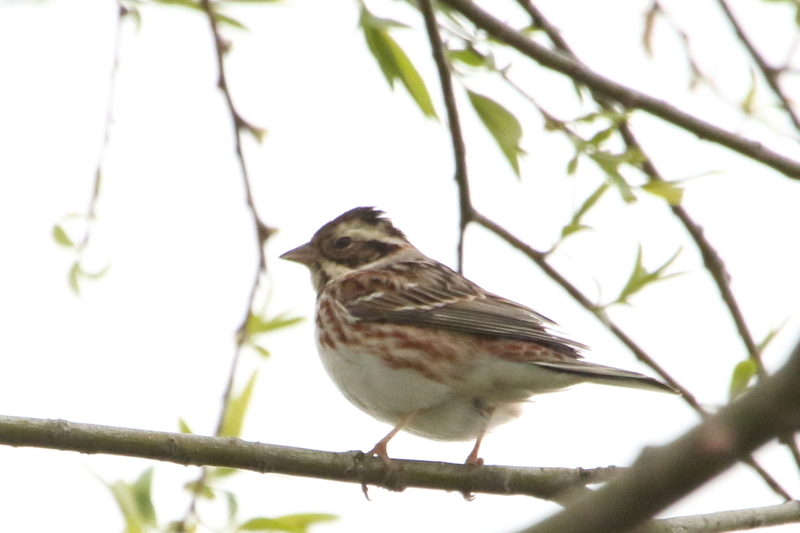 f:id:funatuyo:20200414090859j:plain