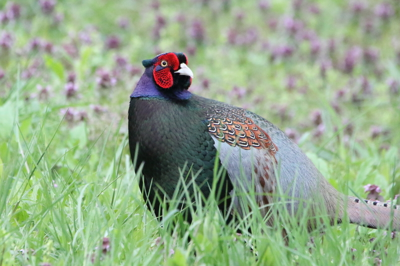 f:id:funatuyo:20200414092447j:plain