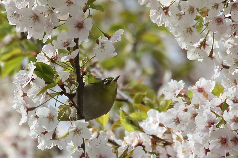 f:id:funatuyo:20200414145300j:plain