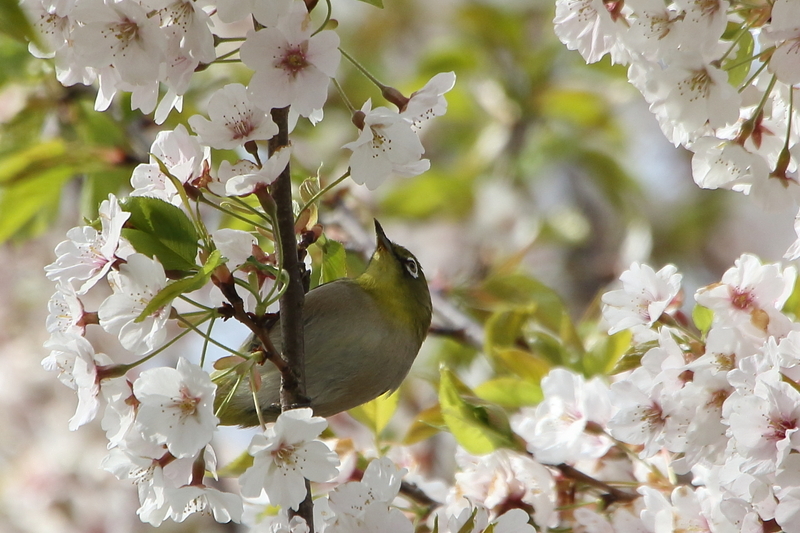 f:id:funatuyo:20200414145301j:plain