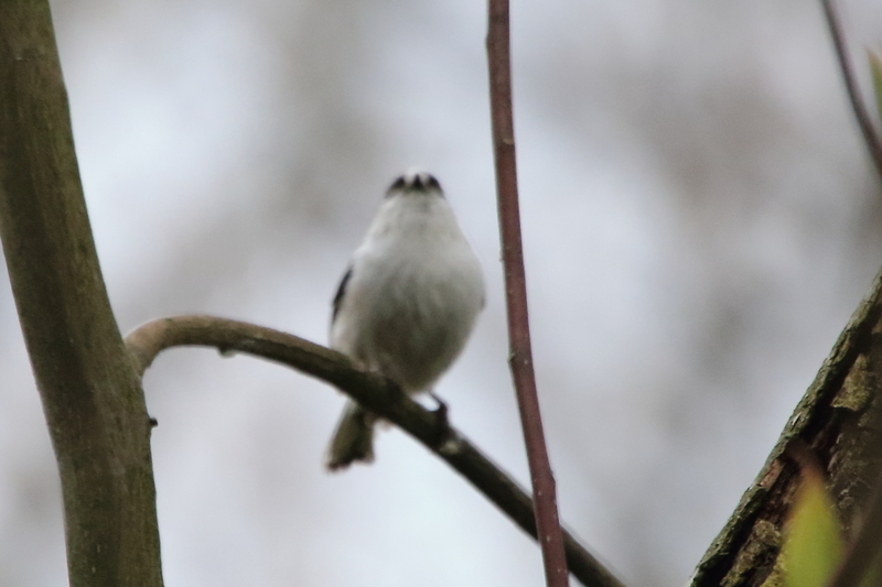 f:id:funatuyo:20200414150827j:plain