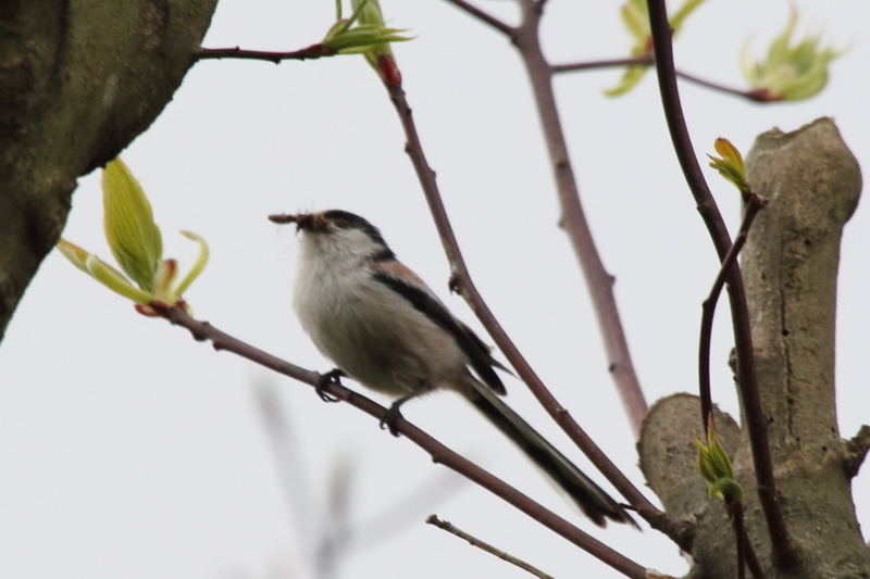 f:id:funatuyo:20200414150924j:plain