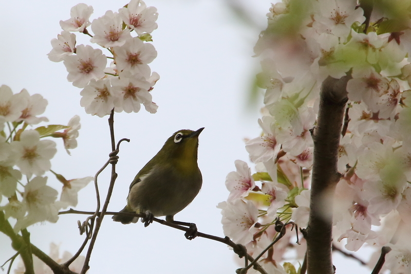 f:id:funatuyo:20200414151454j:plain