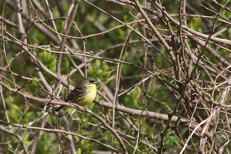 f:id:funatuyo:20200414154542j:plain