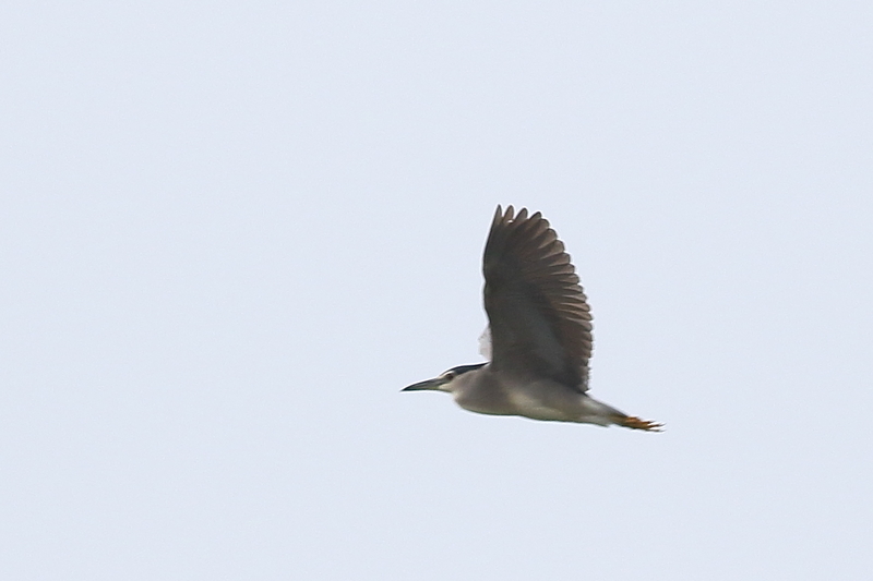 f:id:funatuyo:20200525081515j:plain