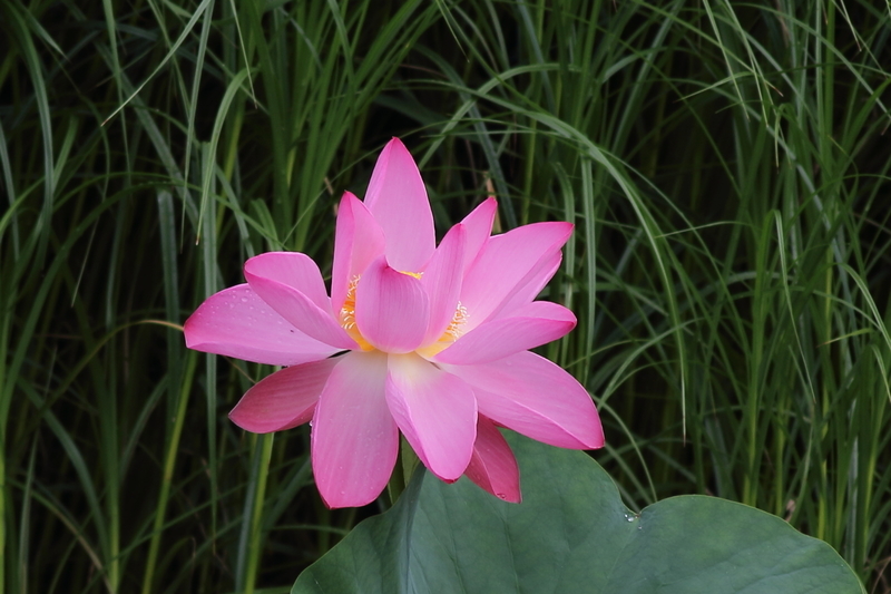 f:id:funatuyo:20200704090522j:plain