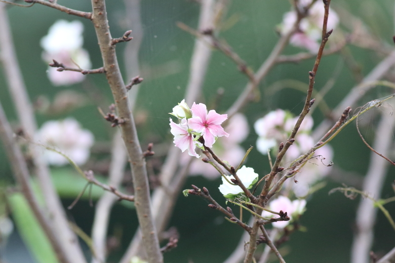f:id:funatuyo:20201003162519j:plain