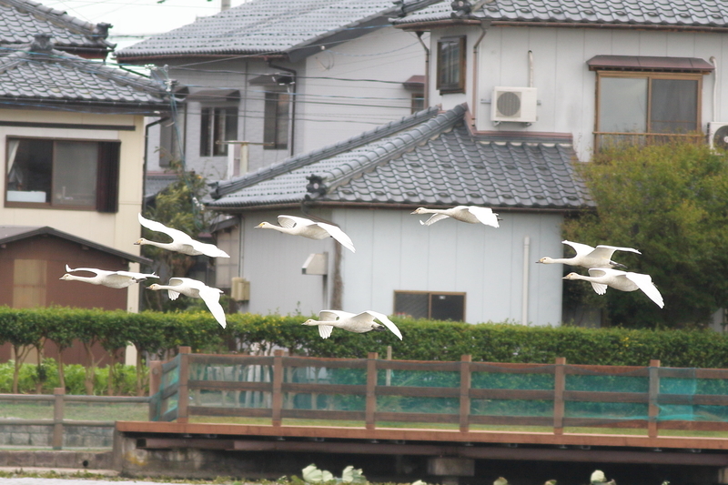 f:id:funatuyo:20201010085112j:plain