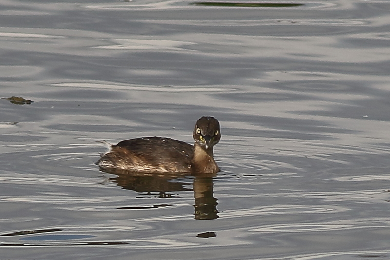 f:id:funatuyo:20201014140049j:plain