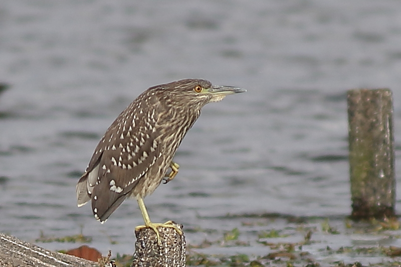 f:id:funatuyo:20201014141859j:plain