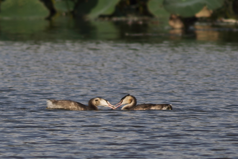 f:id:funatuyo:20201014142529j:plain