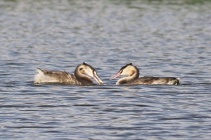 f:id:funatuyo:20201014142530j:plain