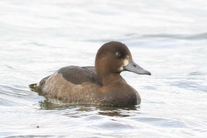 f:id:funatuyo:20201014143733j:plain