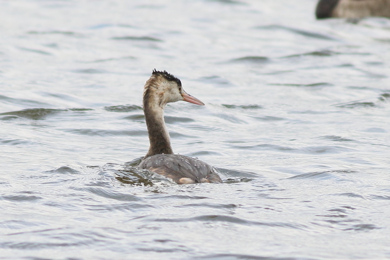 f:id:funatuyo:20201014143756j:plain