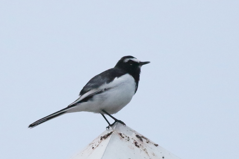 f:id:funatuyo:20201017055925j:plain