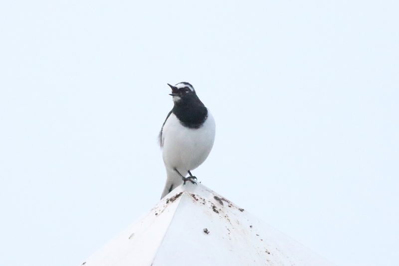 f:id:funatuyo:20201017055929j:plain