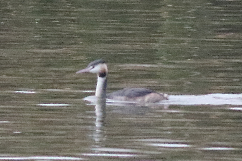 f:id:funatuyo:20201017060037j:plain