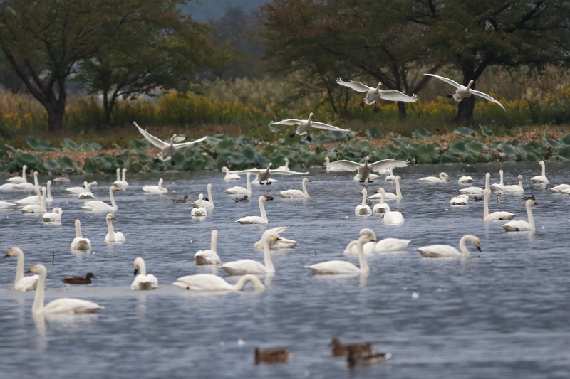 f:id:funatuyo:20201017061454j:plain