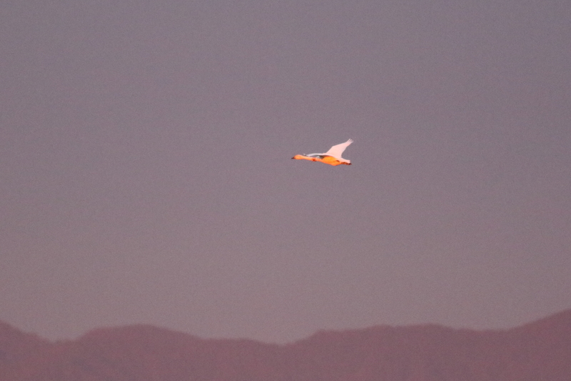 f:id:funatuyo:20201017165058j:plain