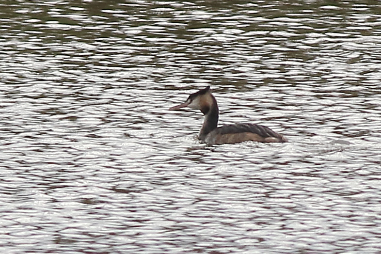 f:id:funatuyo:20201024074445j:plain