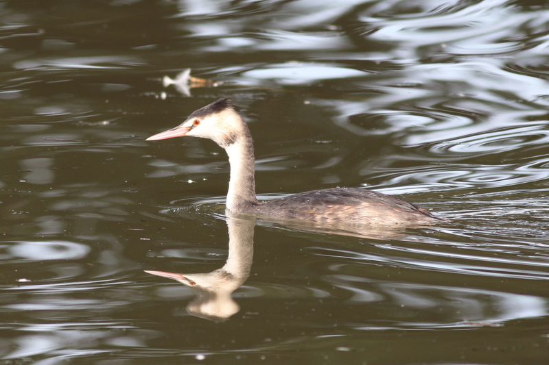 f:id:funatuyo:20201028085754j:plain