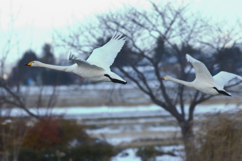 f:id:funatuyo:20201220094624j:plain