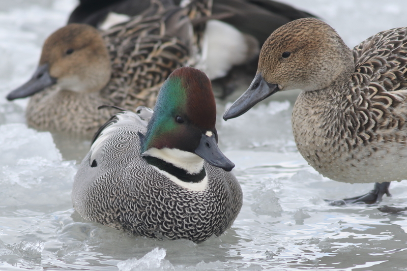 f:id:funatuyo:20210119134925j:plain