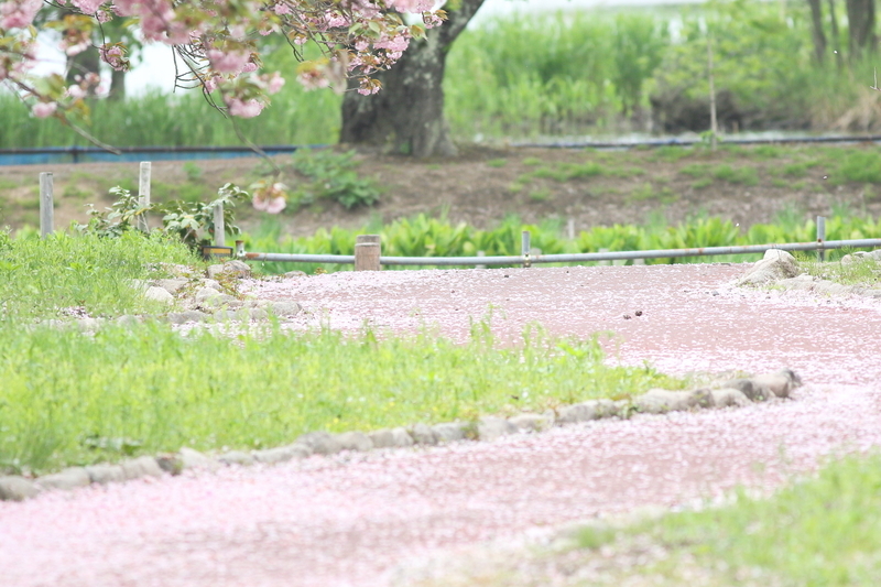 f:id:funatuyo:20210501111210j:plain