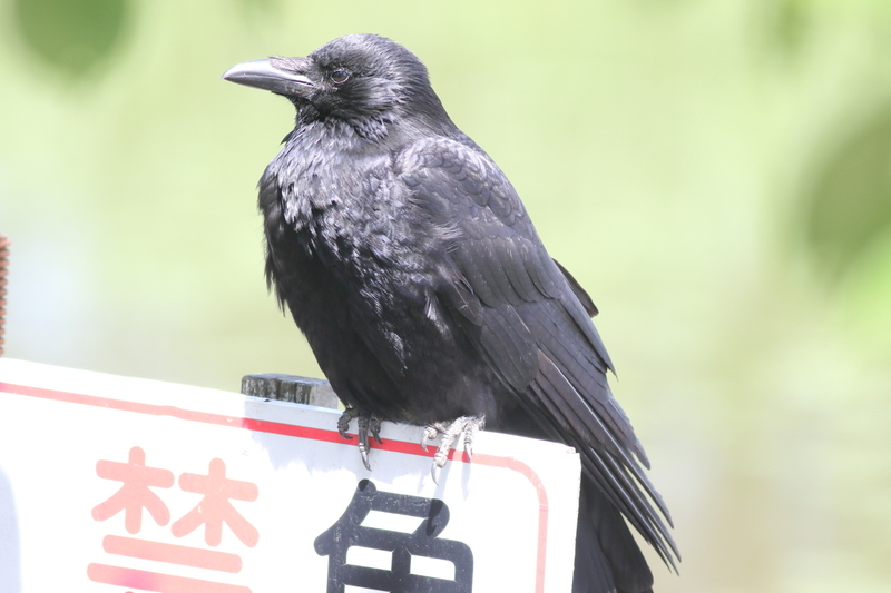 f:id:funatuyo:20210526092630j:plain