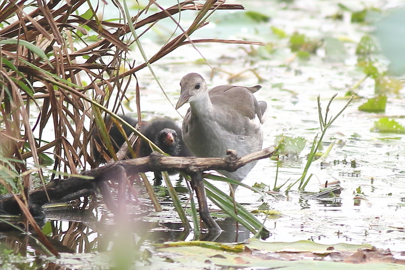 f:id:funatuyo:20210801152011j:plain