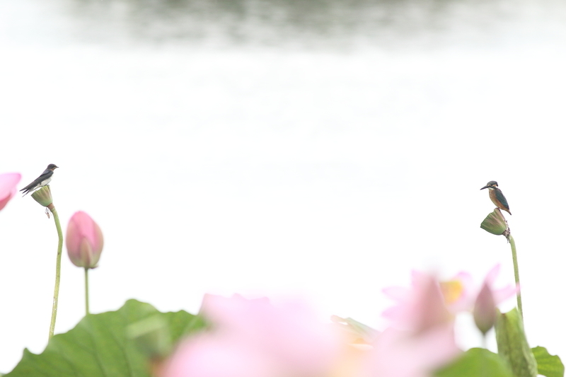 f:id:funatuyo:20210817092216j:plain