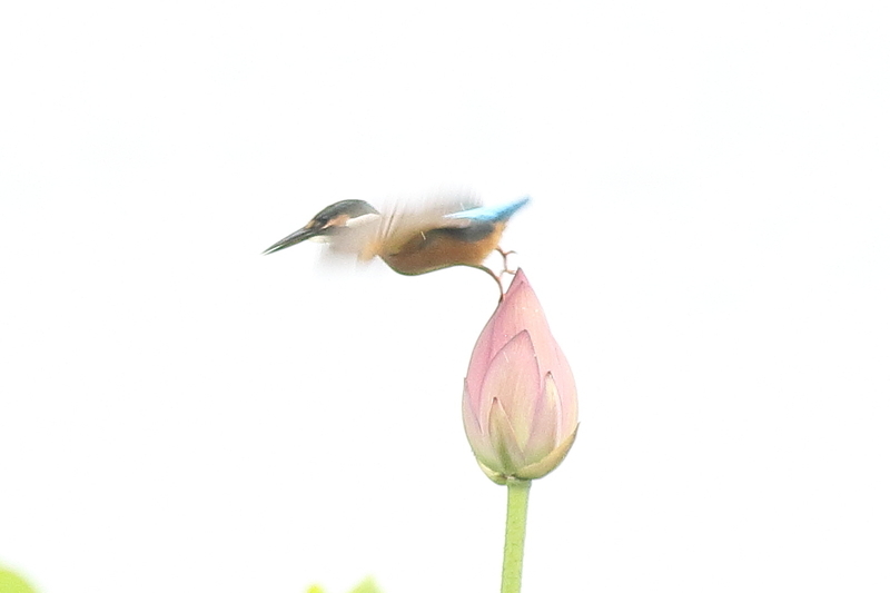 f:id:funatuyo:20210817094047j:plain