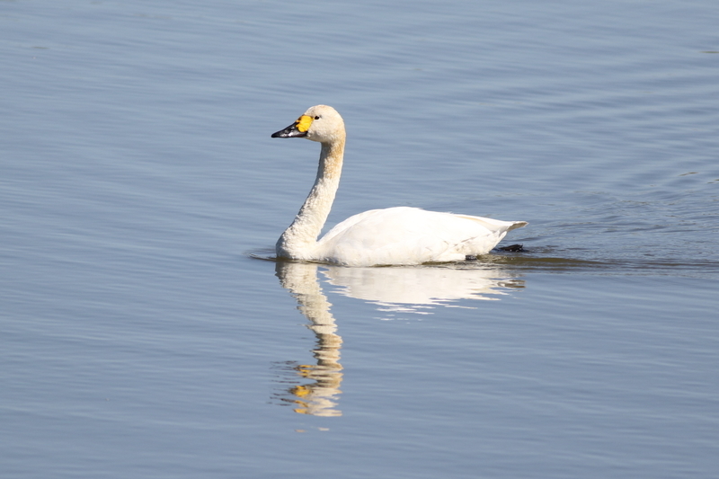 f:id:funatuyo:20211007102252j:plain