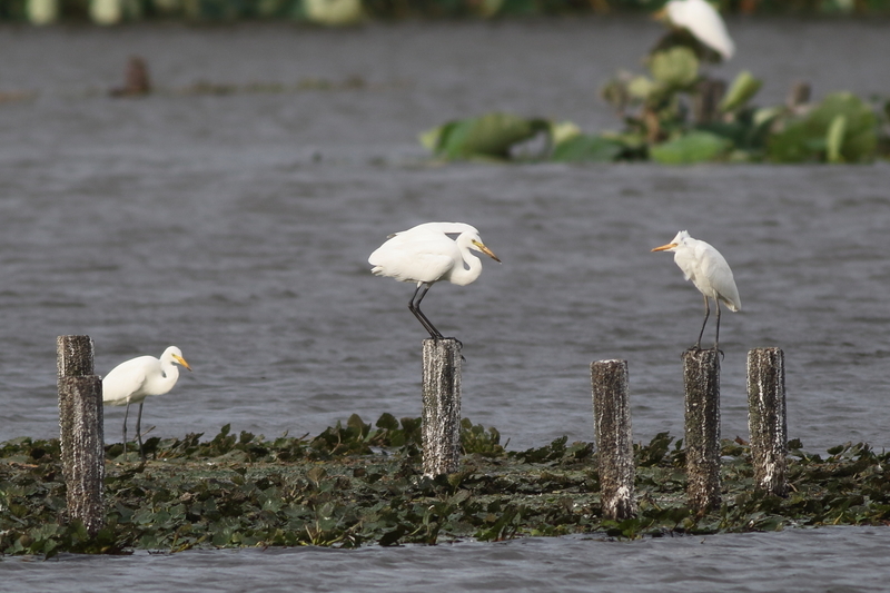 午後の瓢湖 - 瓢湖の野鳥たち