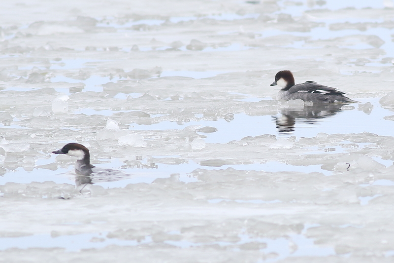 今朝の瓢湖 - 瓢湖の野鳥たち