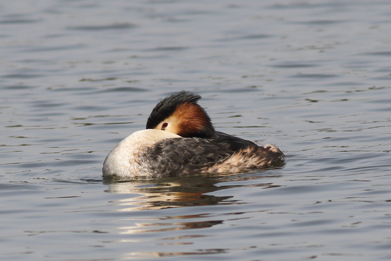 瓢湖の野鳥たち – 瓢湖 白鳥 ライブカメラ – DSJM