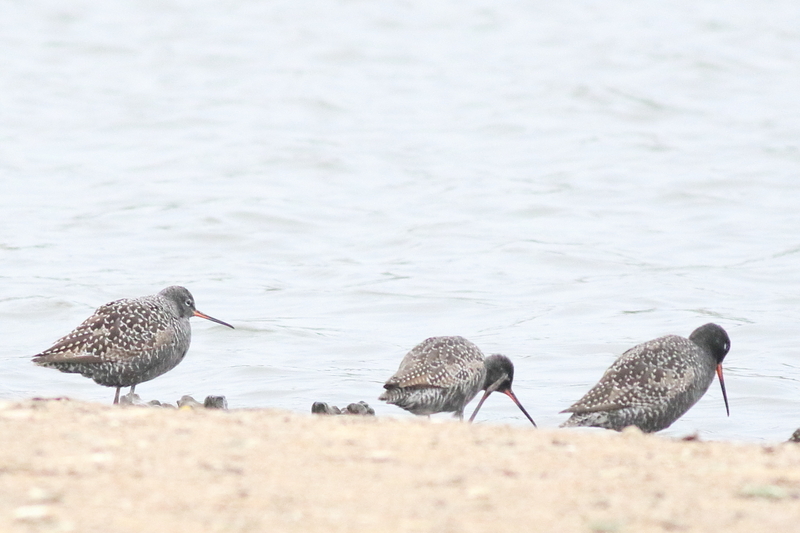 午後の瓢湖 - 瓢湖の野鳥たち