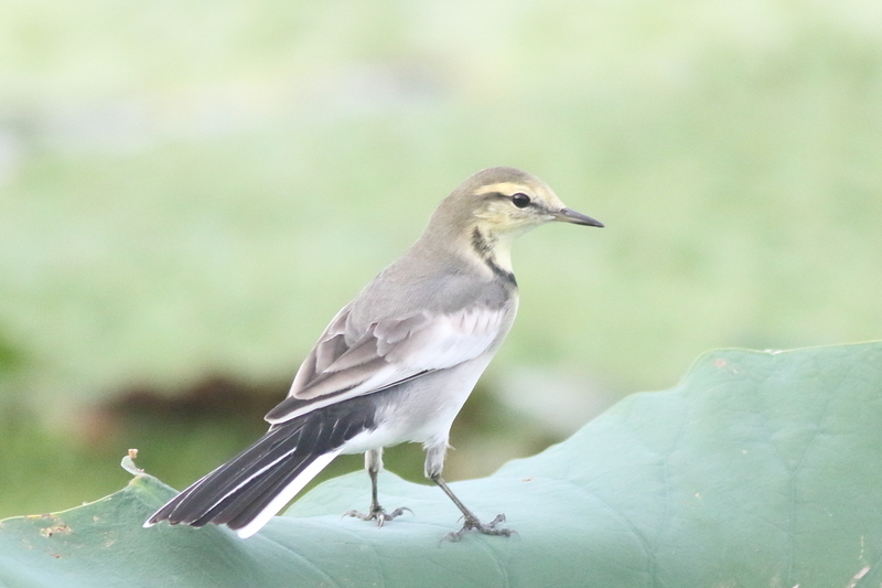 午後の瓢湖 - 瓢湖の野鳥たち
