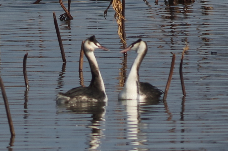 今朝の瓢湖 - 瓢湖の野鳥たち