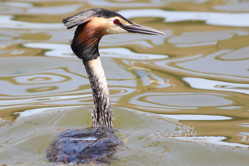 今朝の瓢湖 - 瓢湖の野鳥たち