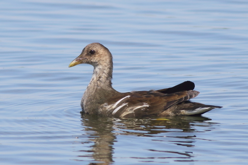 今朝の瓢湖 - 瓢湖の野鳥たち