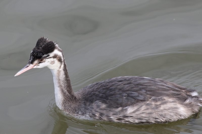 午後の瓢湖 - 瓢湖の野鳥たち