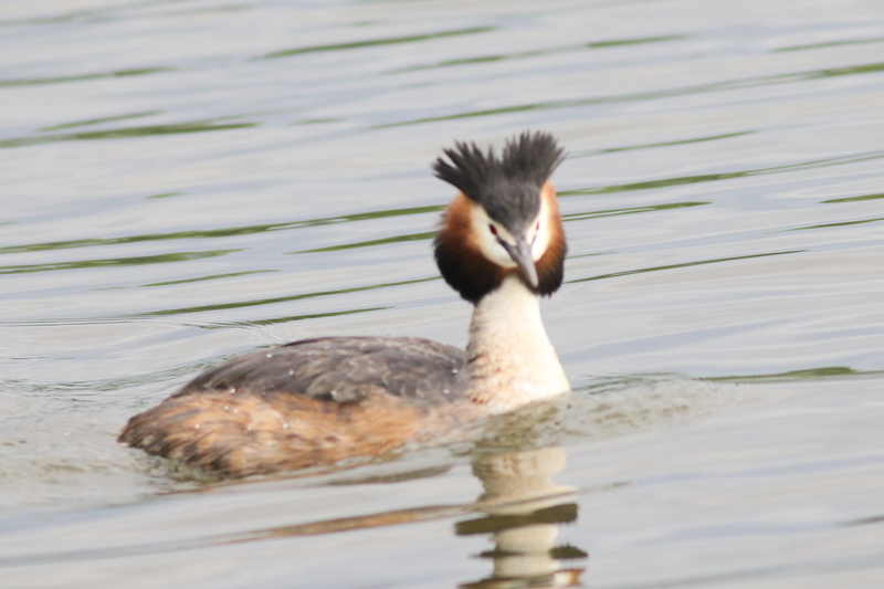 午後遅くの瓢湖 - 瓢湖の野鳥たち