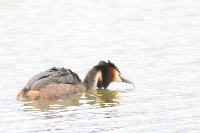 午後遅くの瓢湖 - 瓢湖の野鳥たち
