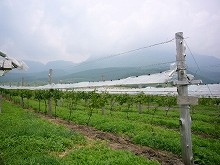 f:id:funfun:20060607013857j:image