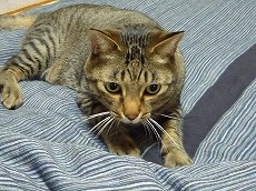 f:id:funfun:20090509023854j:image