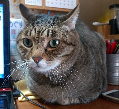 f:id:funfun:20190128162720j:plain