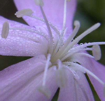 f:id:funfunfungi:20061106224017j:image